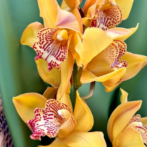 Букет из орхидей