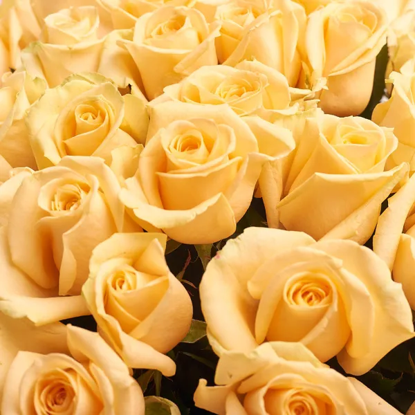 101 персиковая роза (60 см)