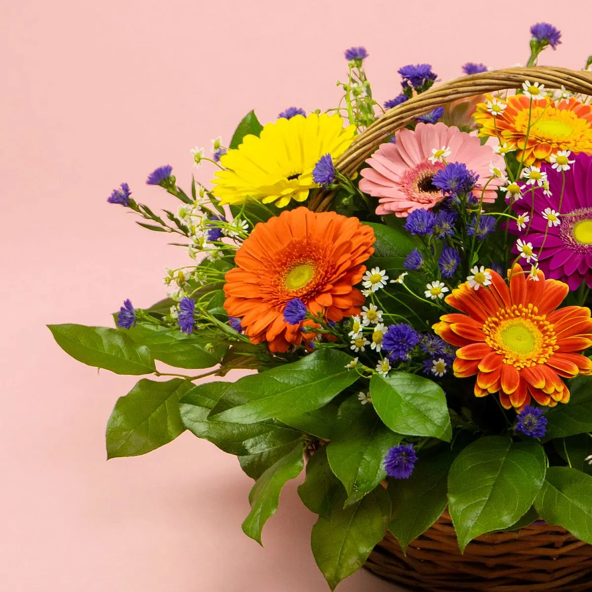 Герберы и ромашеки в корзине