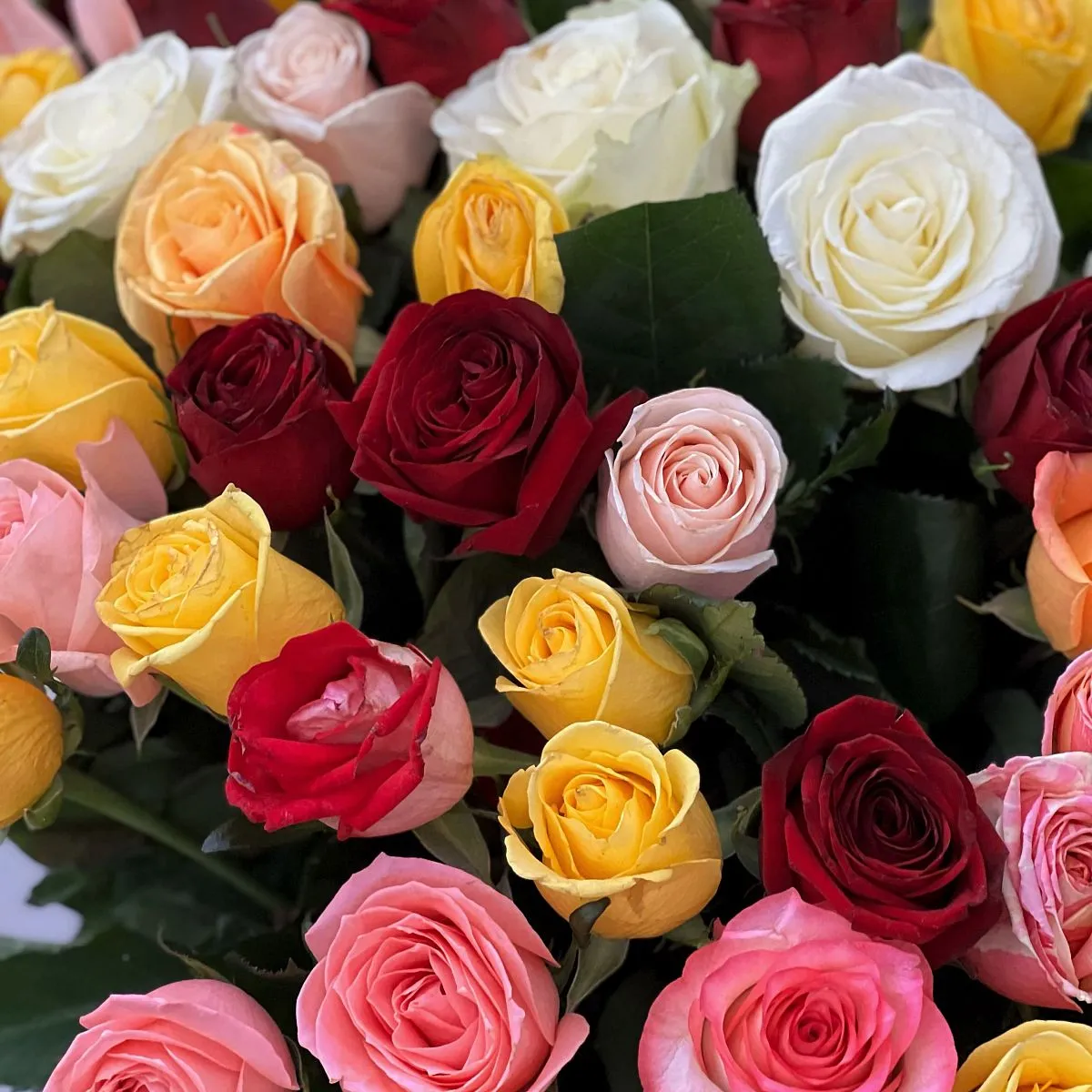 Роза 60 см 81 шт