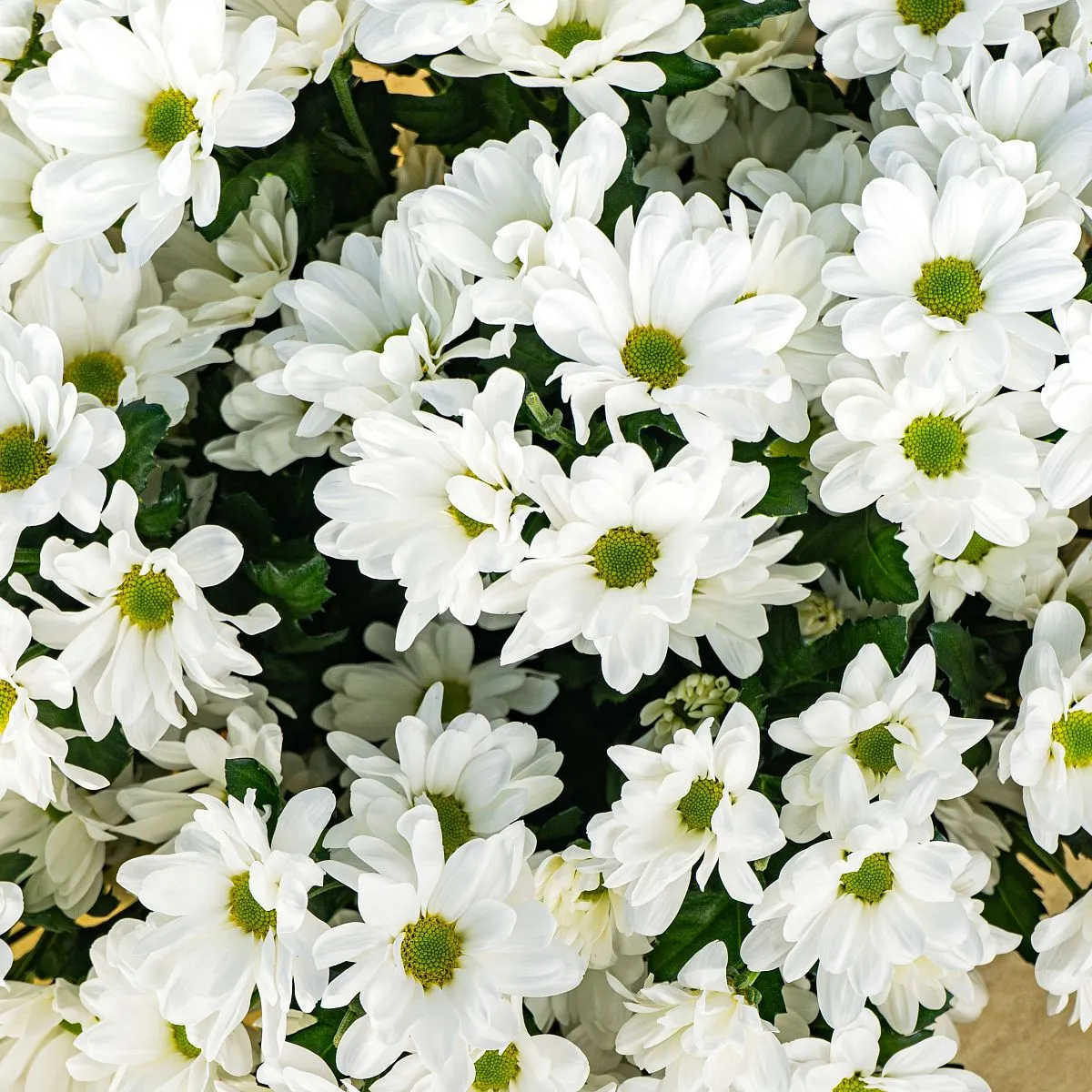 45 хризантем Бакарди