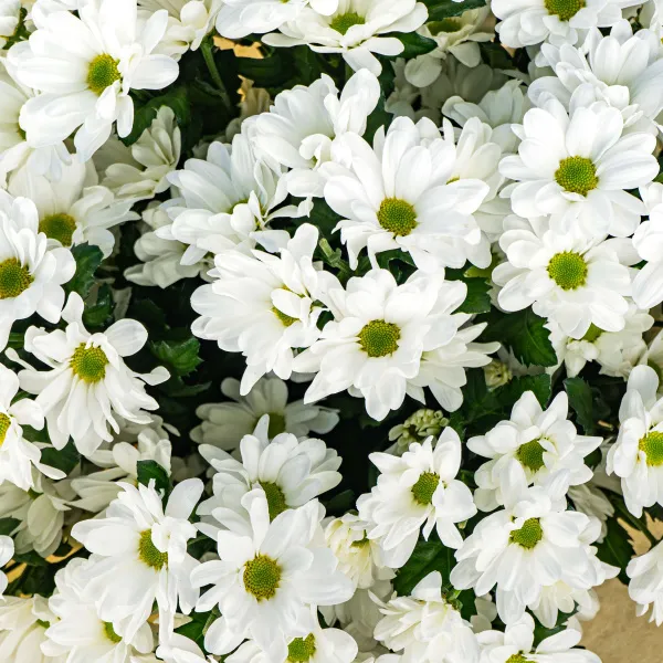 15 хризантем Бакарди