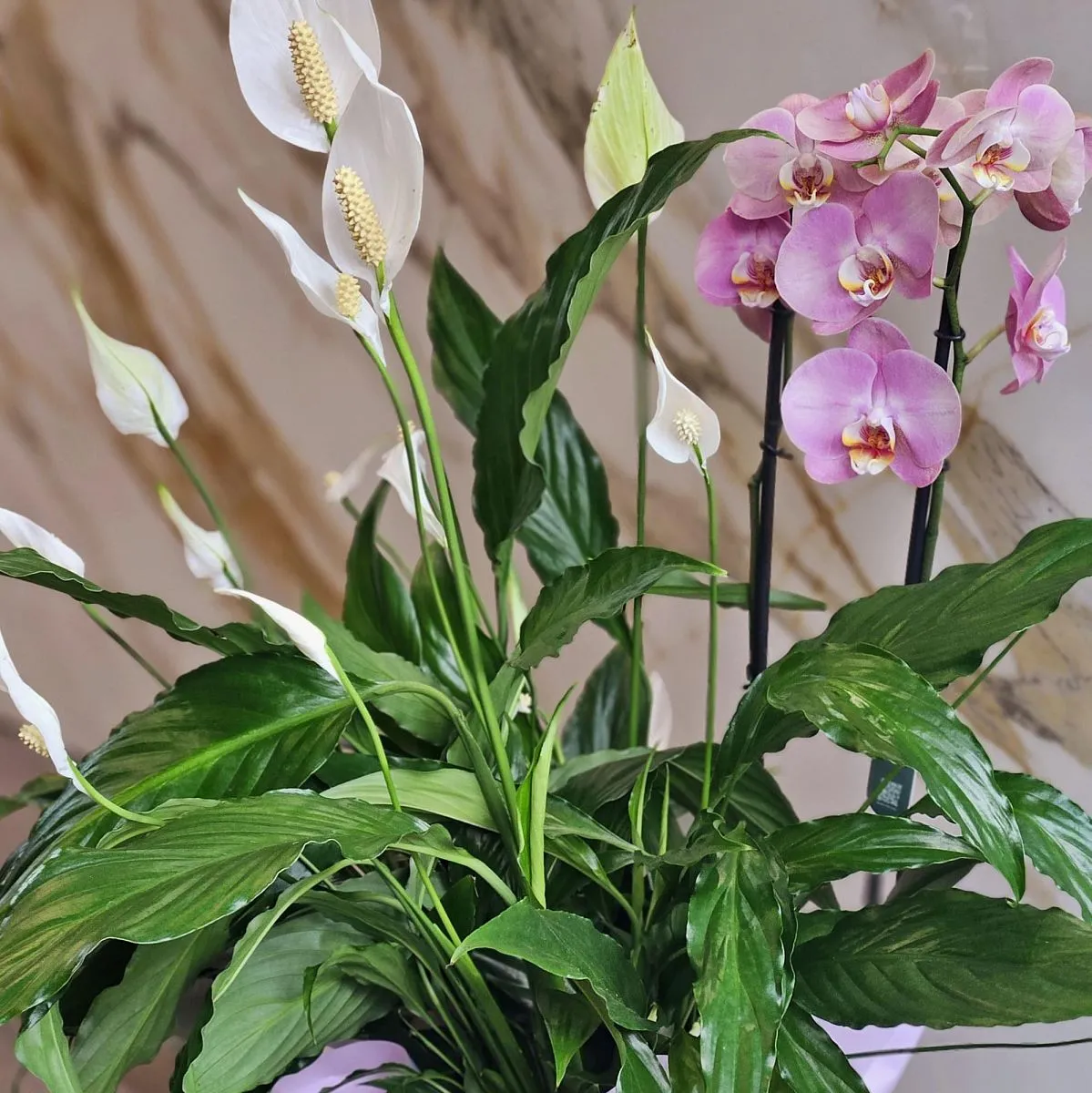 Композиция из горшечных растений