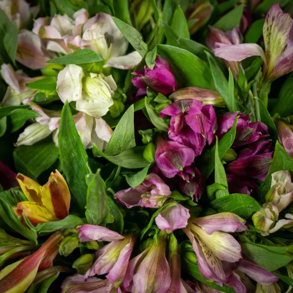 11 альстромерий