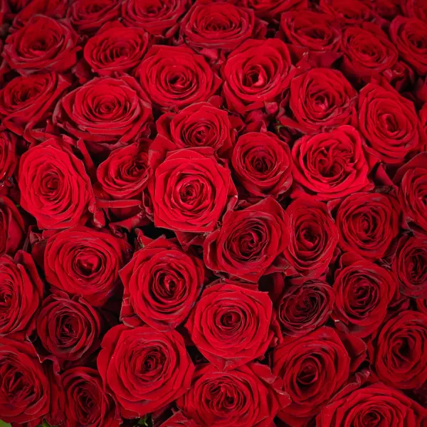 Букет из 151 розы и эвкалипта