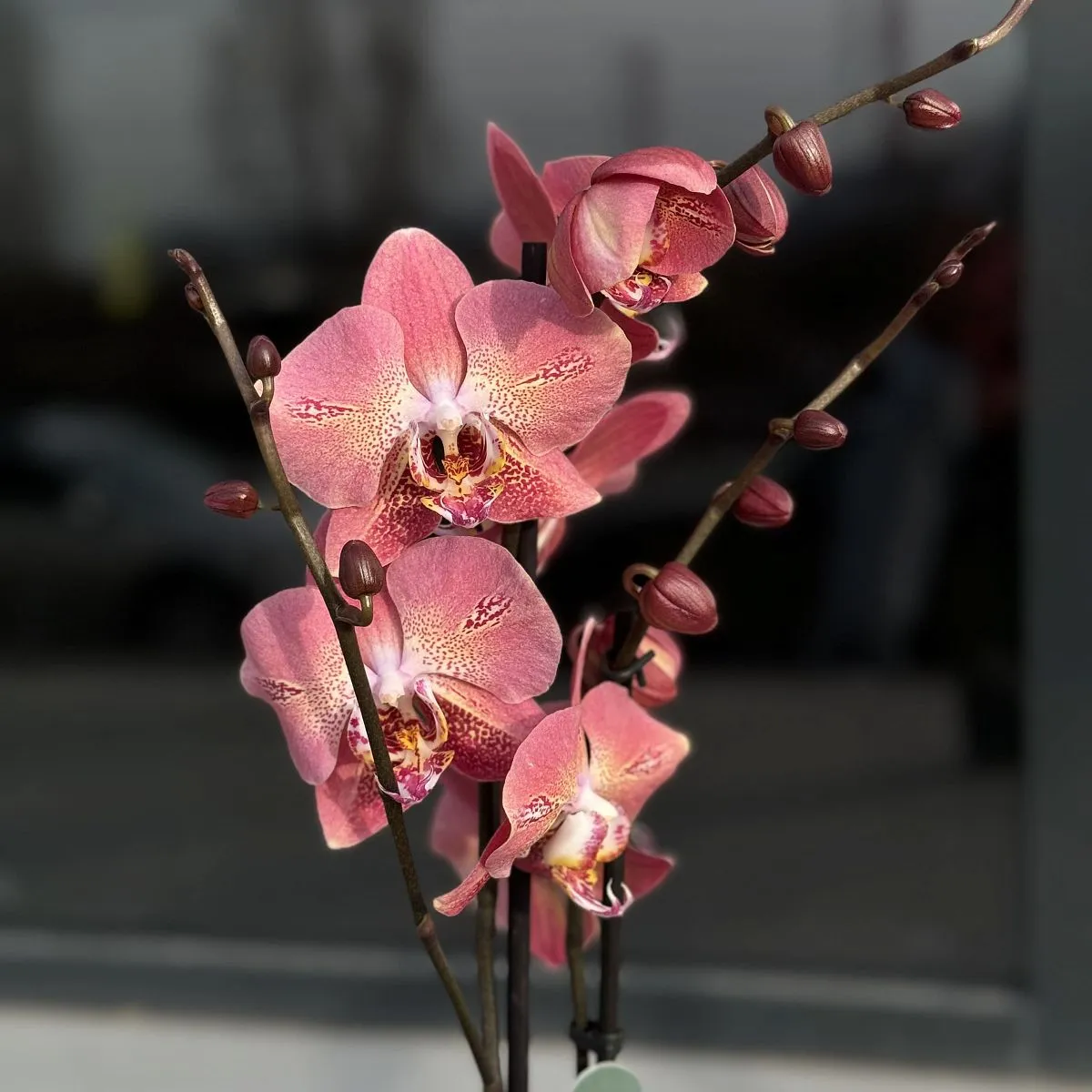 Орхидея в горшке коралловая