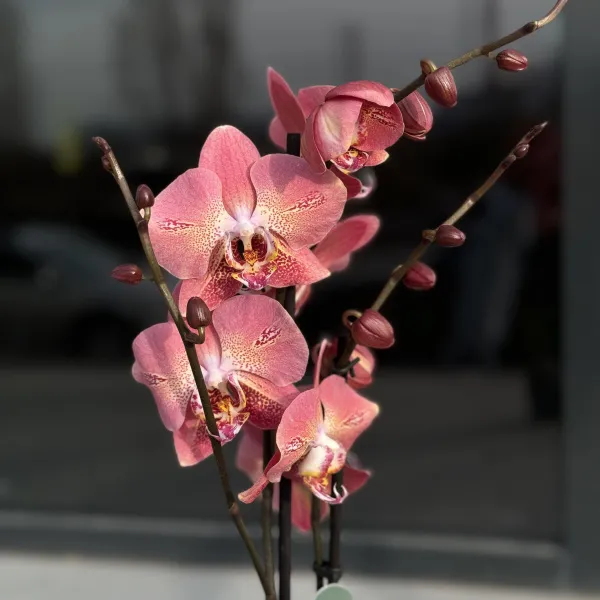 Орхидея в горшке коралловая