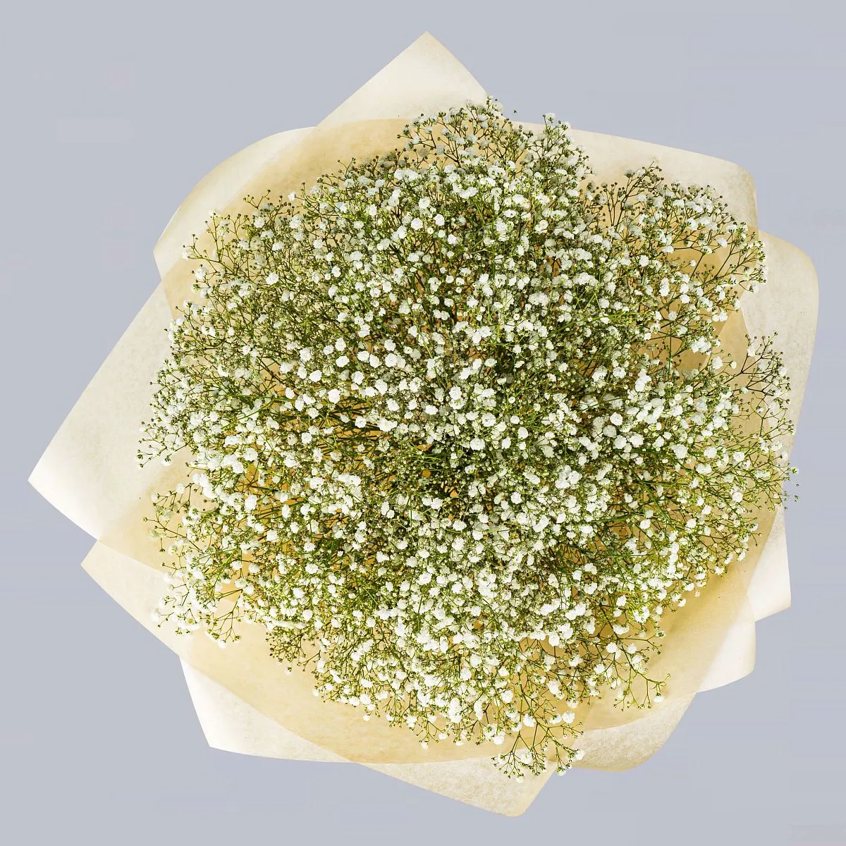 43 белых гипсофил