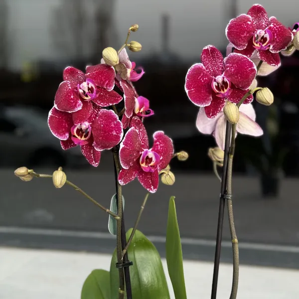 Орхидея в горшке бордовая