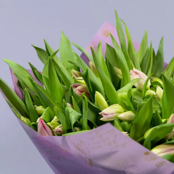 101 нежно-розовый тюльпан