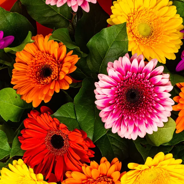 15 гербер микс