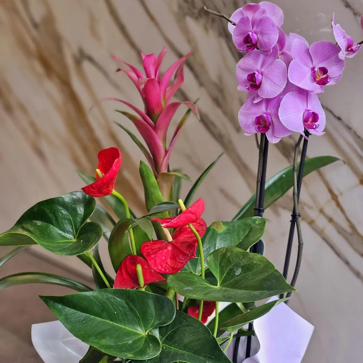 Композиция из орхидеи, гузмании и антуриума