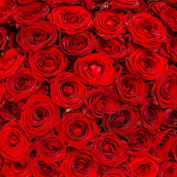 301 красная роза (60 см)