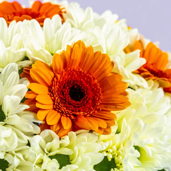 Герберы и хризантемы в коробке