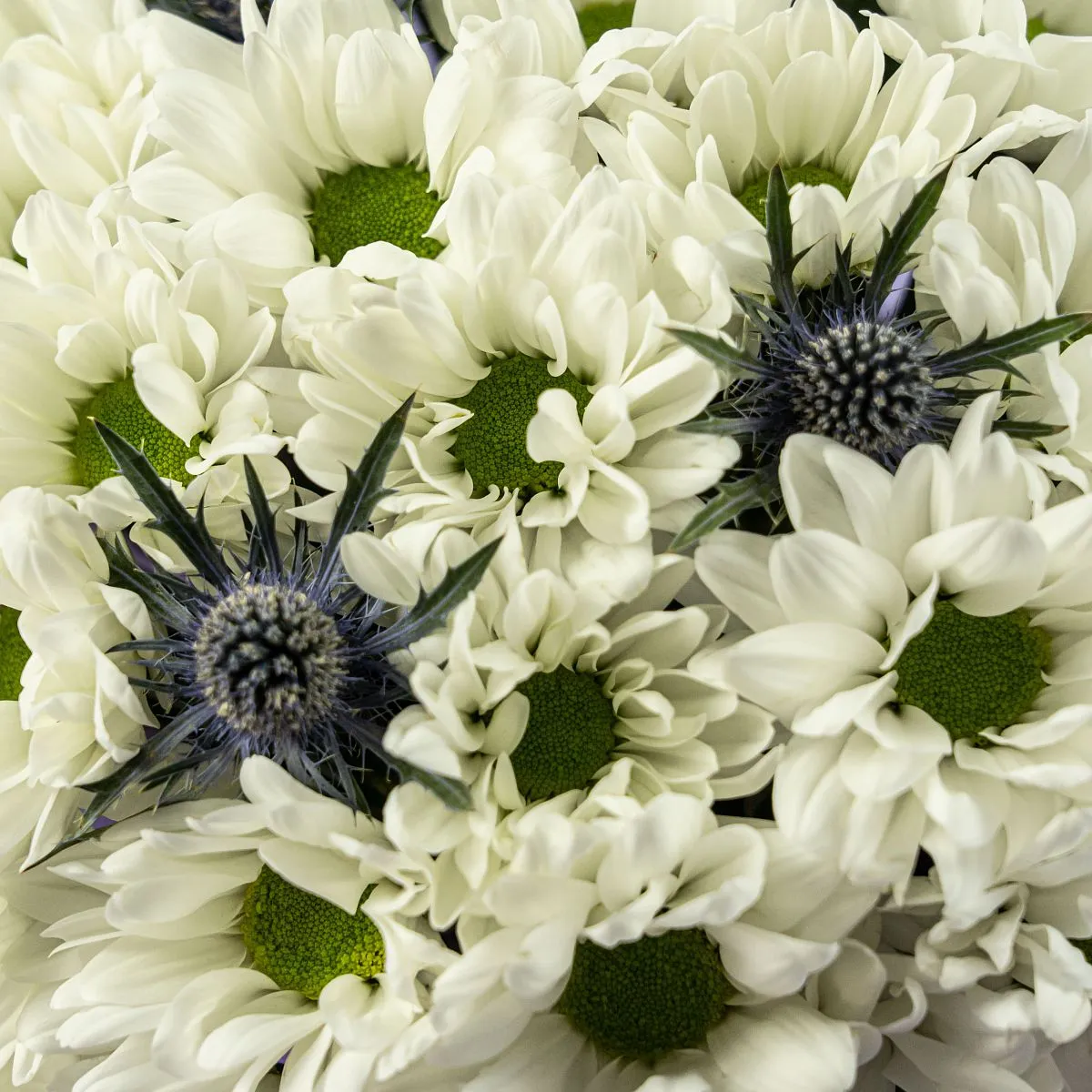 Белые хризантемы и эрингиумы в коробке