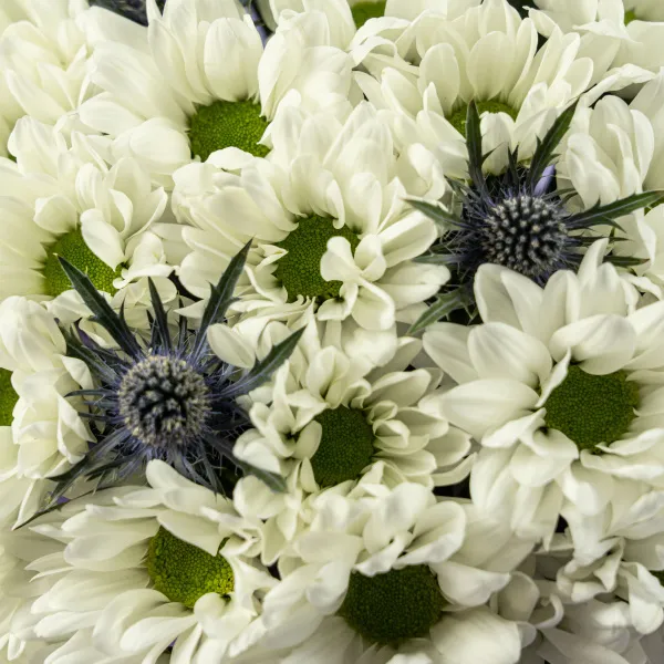Белые хризантемы и эрингиумы в коробке