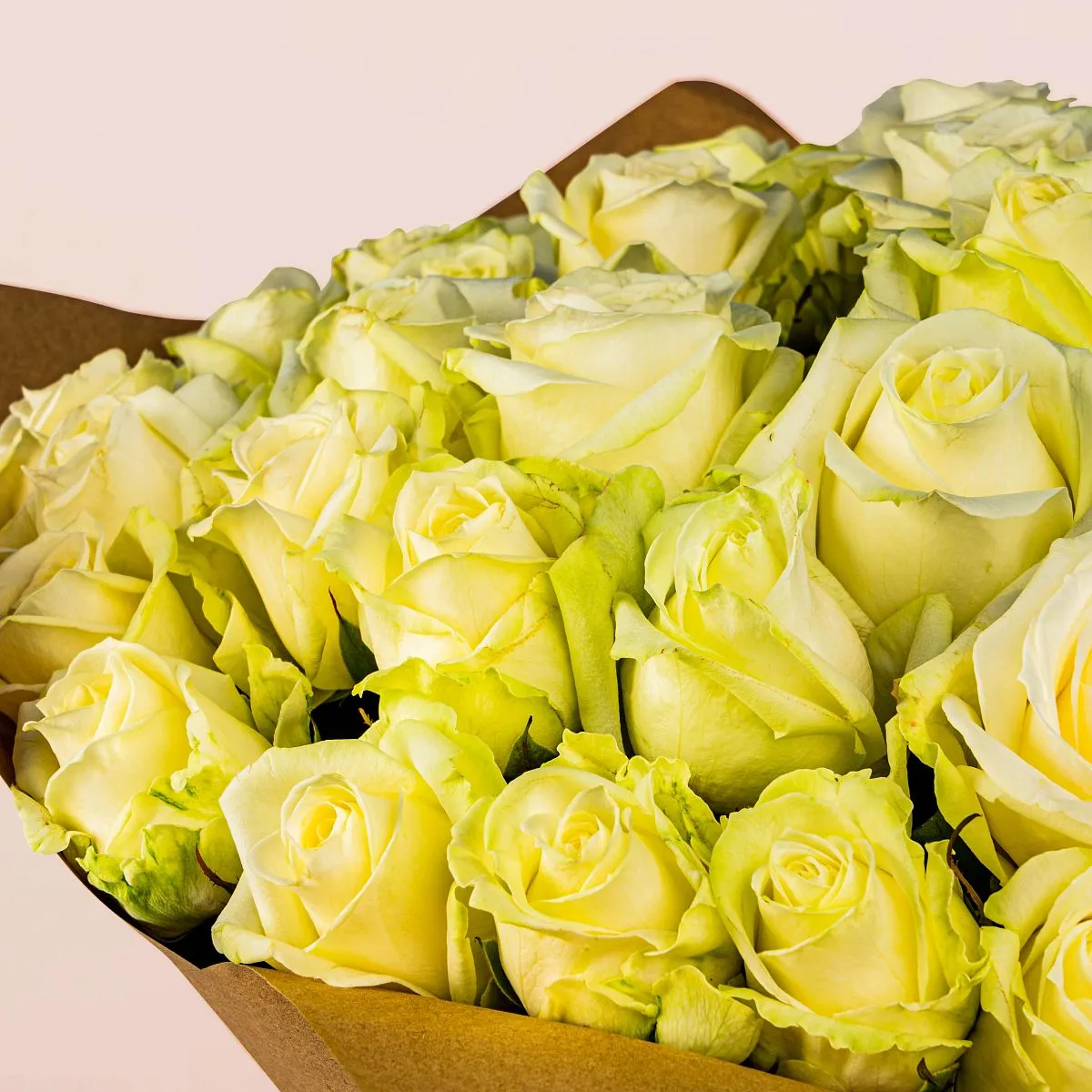 41 бело-зеленая роза (60 см)