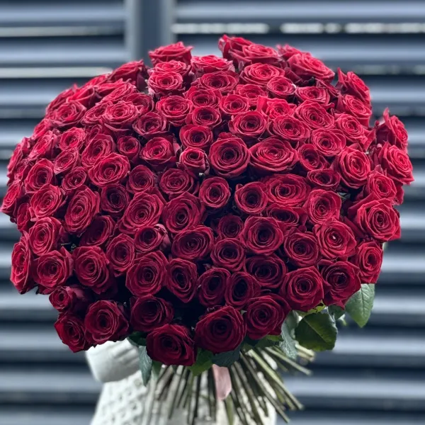 Букет 101 красная роза эквадор (70см)