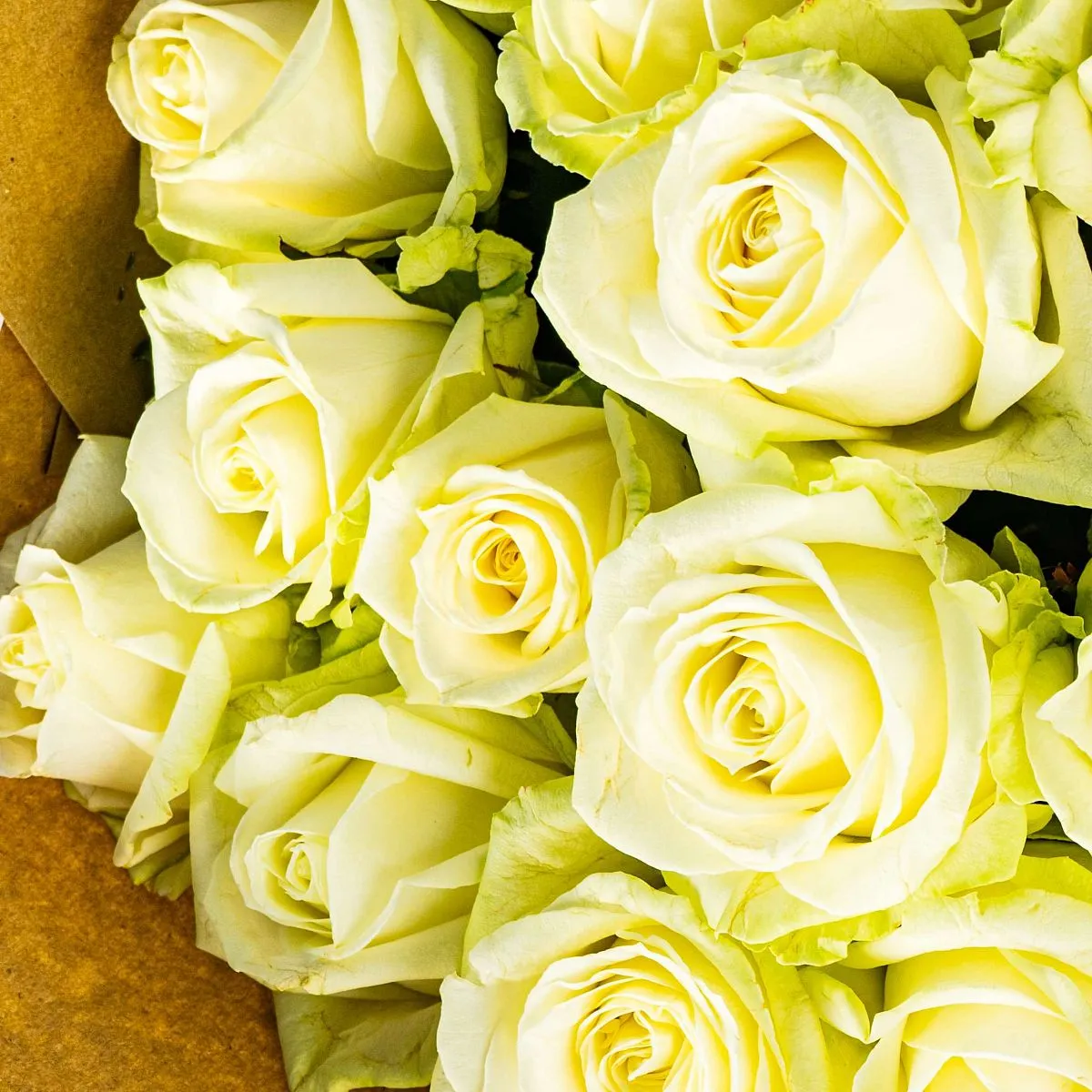 55 бело-зеленых роз (50 см)