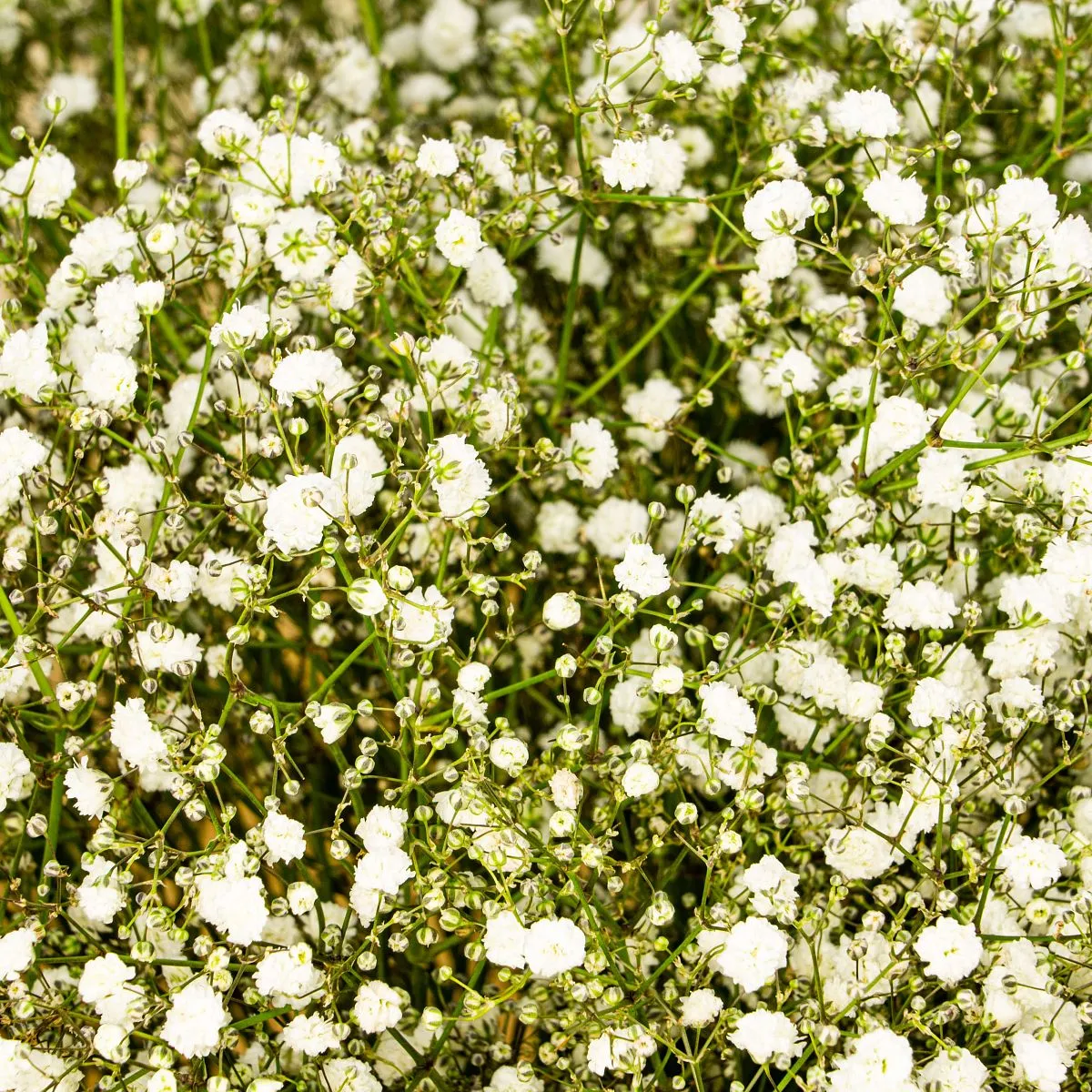 43 белых гипсофил