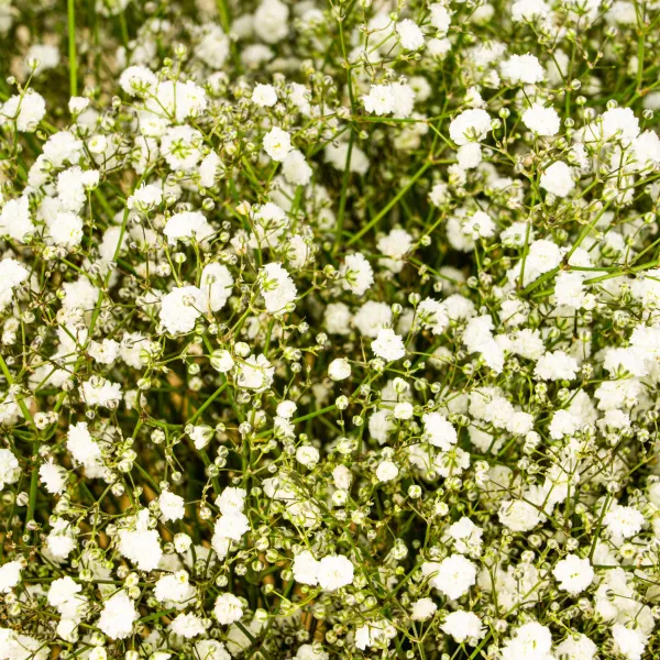 21 белая гипсофила