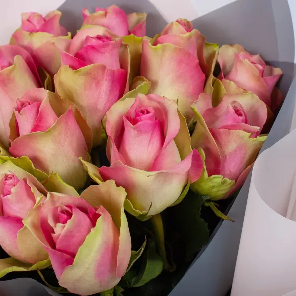 15 розово-зеленых роз (50 см)