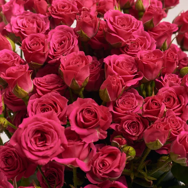 21 малиновая роза (60 см)