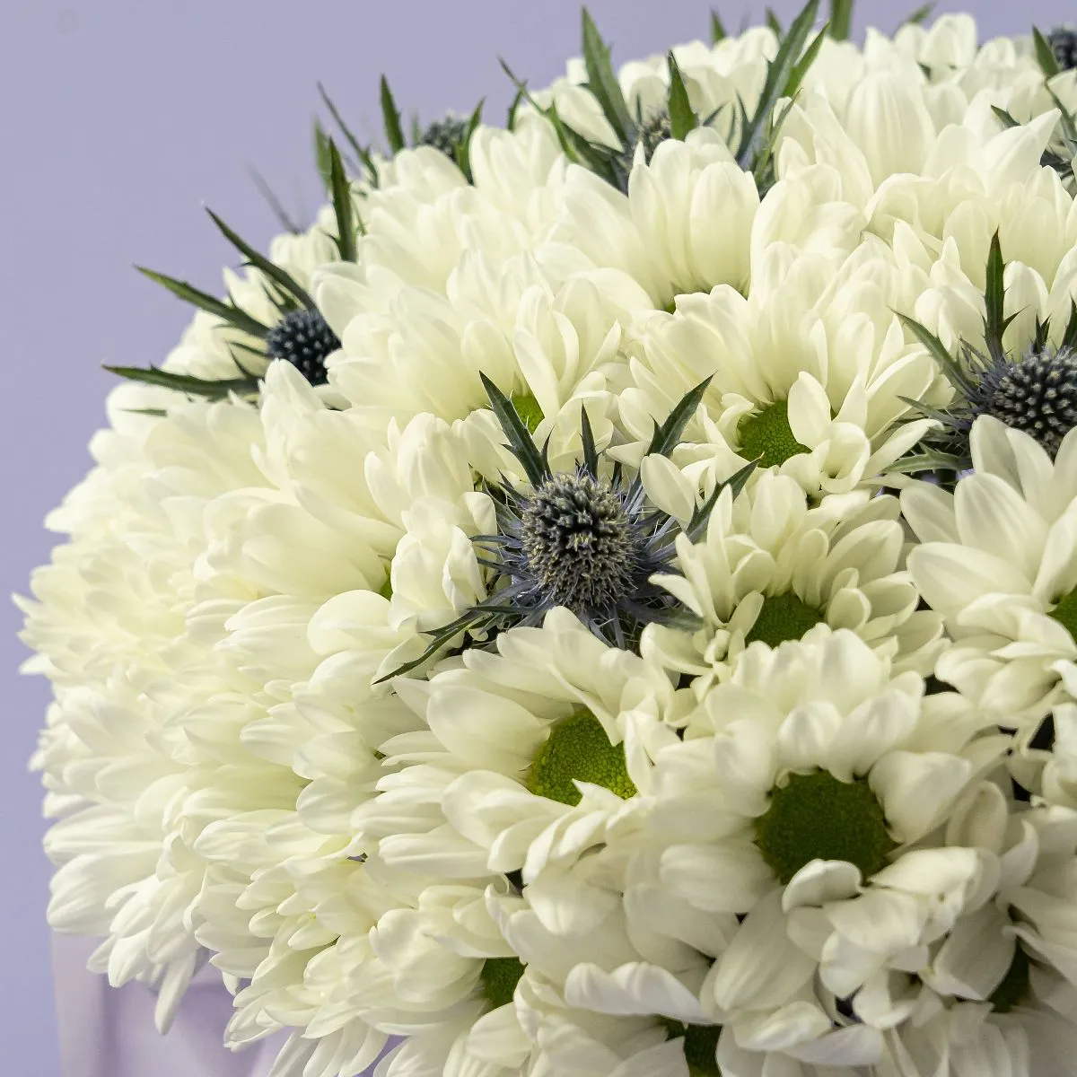 Белые хризантемы и эрингиумы в коробке