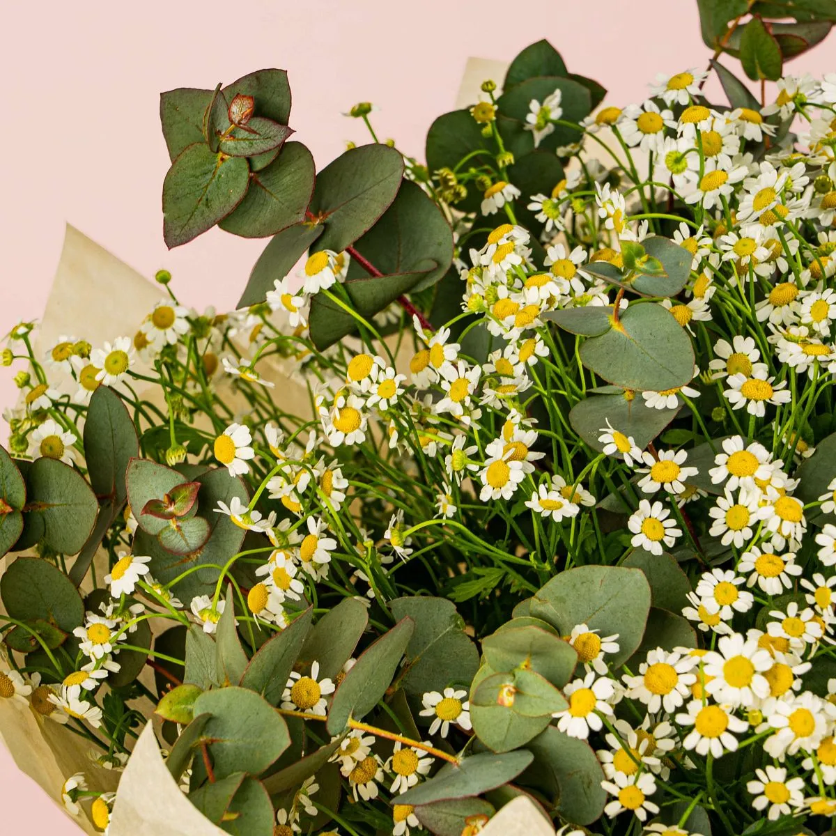 25 кустовых ромашек