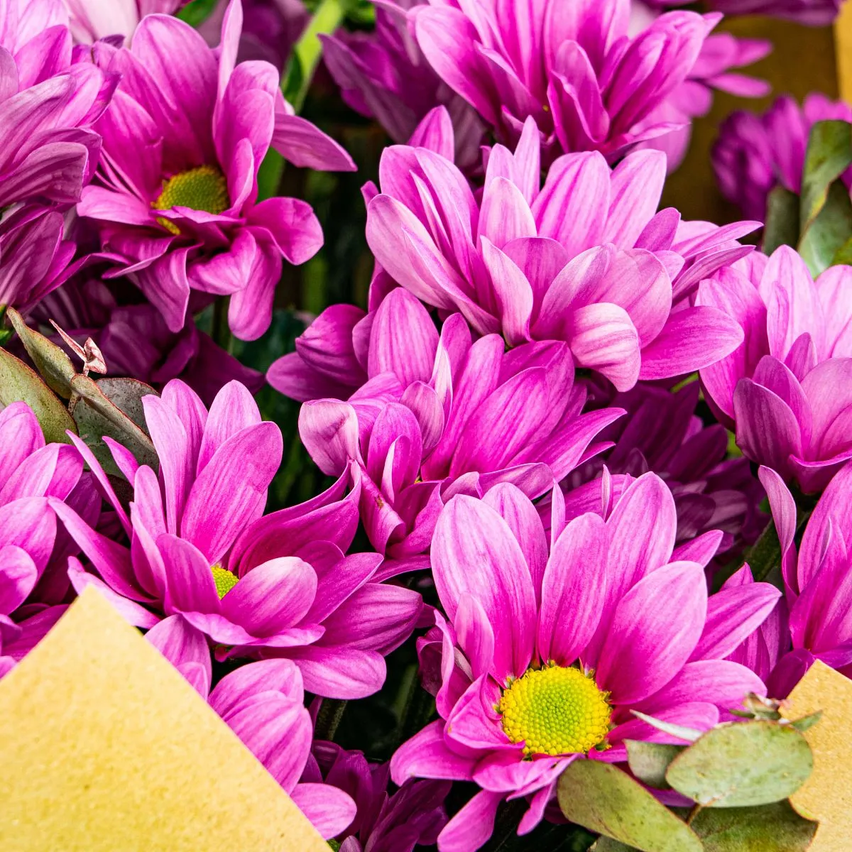 25 фиолетовых хризантем