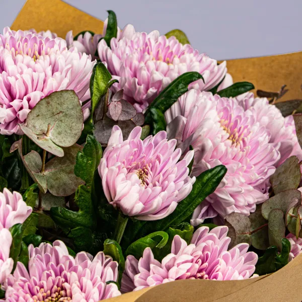 21 розовая хризантема