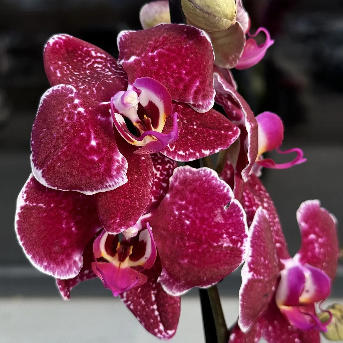 Орхидея в горшке бордовая