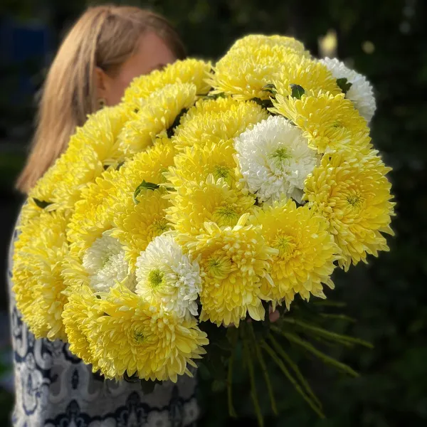 25 одноголовых хризантем