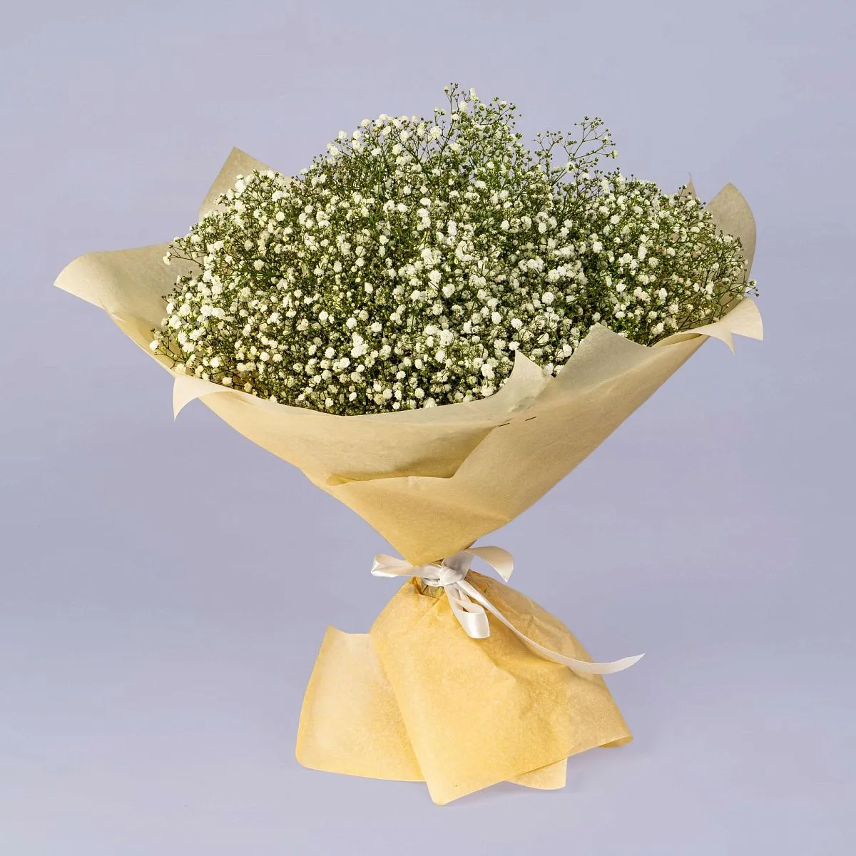 43 белых гипсофил