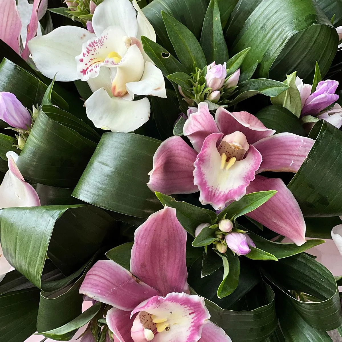 Гентиани и аспидистры в коробке