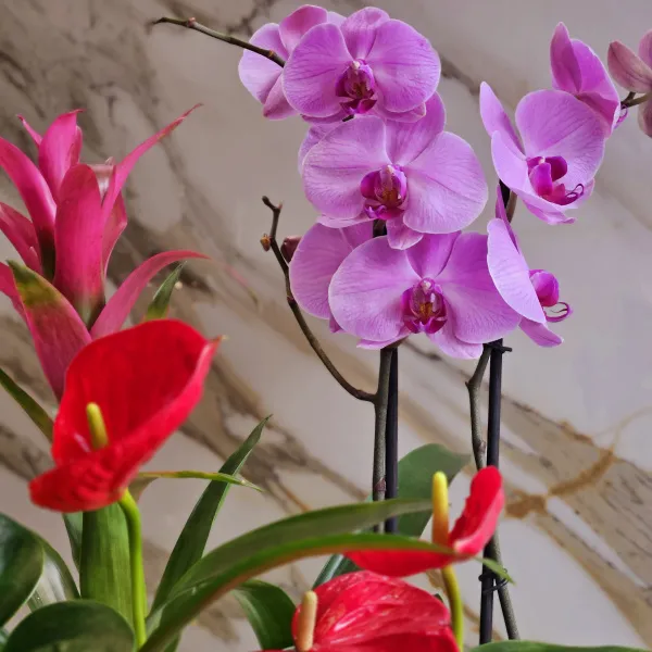Композиция из орхидеи, гузмании и антуриума