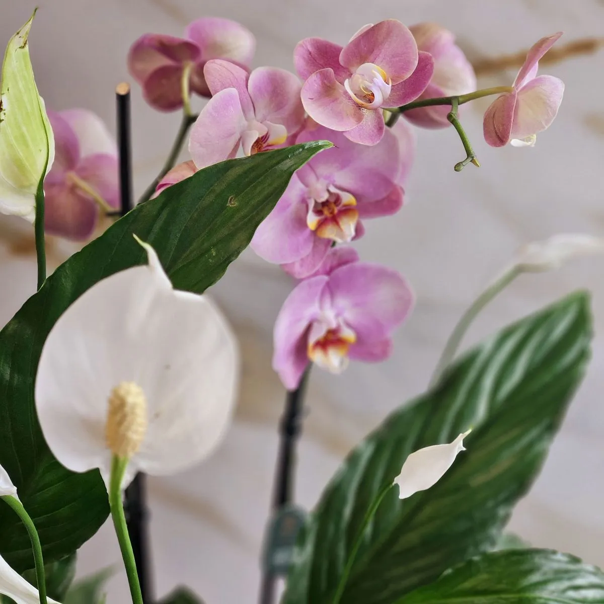 Композиция из горшечных растений