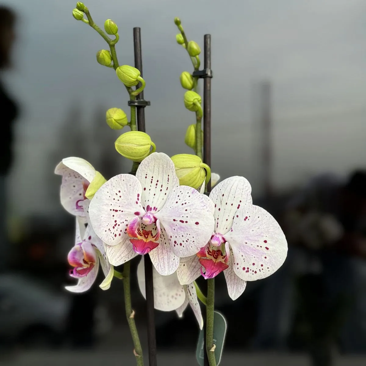 Орхидея в горшке белая