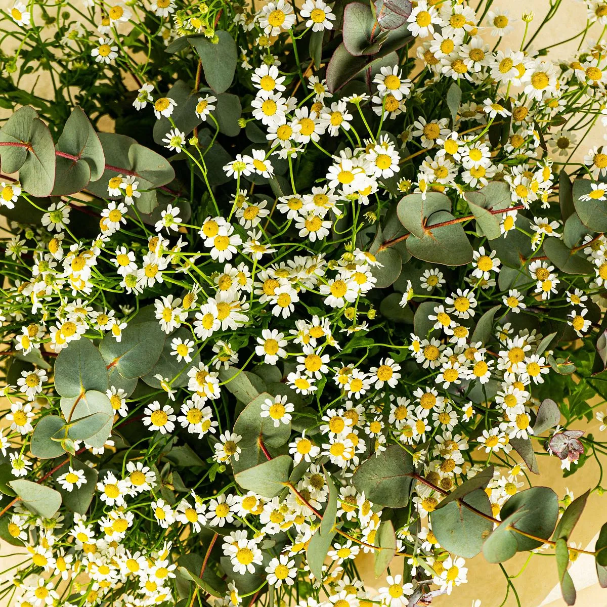 25 кустовых ромашек