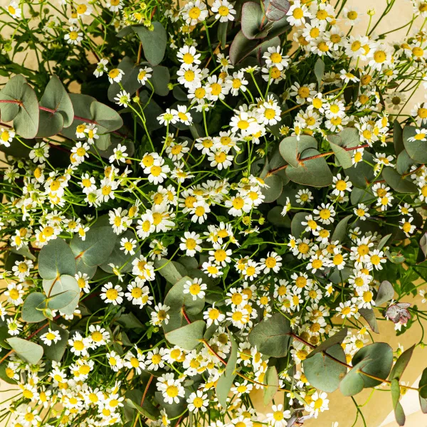 25 кустовых ромашек