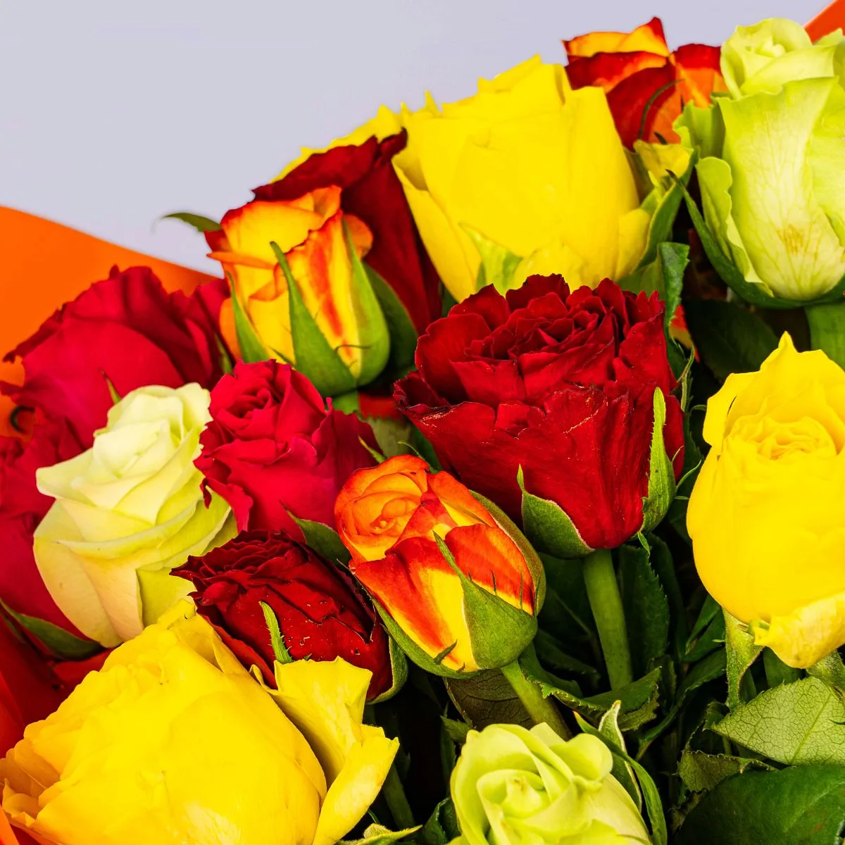 51 роза микс (50 см)