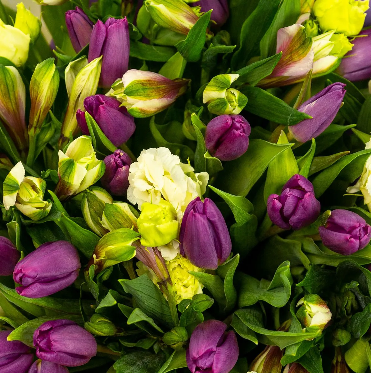 Букет из 33 тюльпанов и эустом