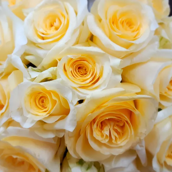 65 кремовых роз (35 см)