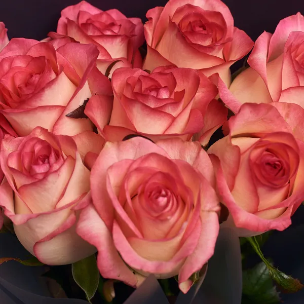 11 бело-розовых роз (60 см)