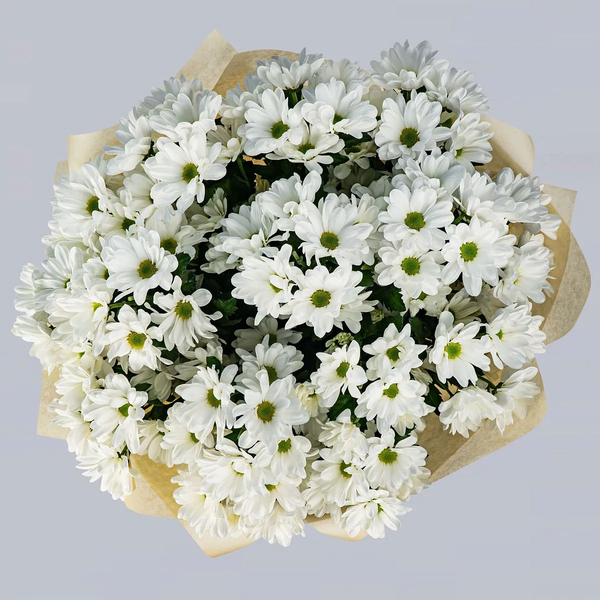 45 хризантем Бакарди