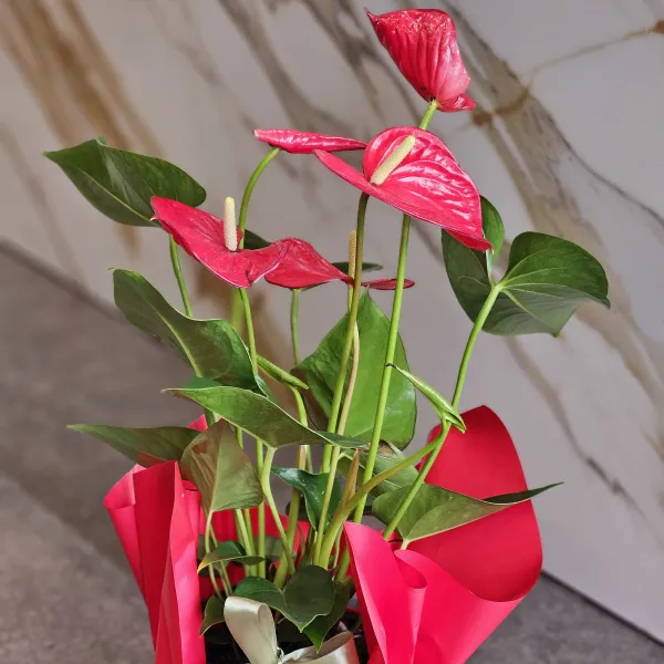 Композиция из 1 атруриума