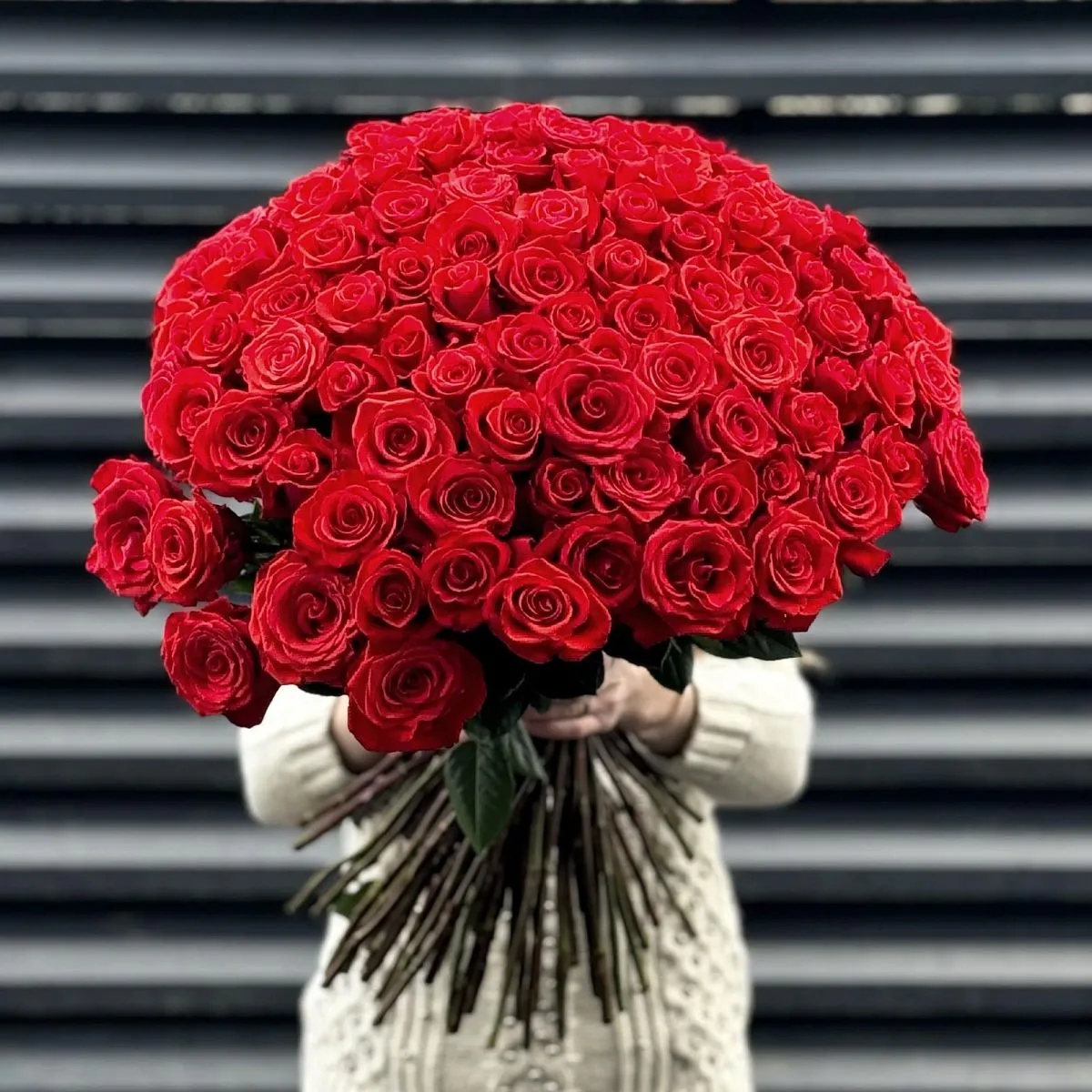 Букет 251 алая роза эквадор (70см)