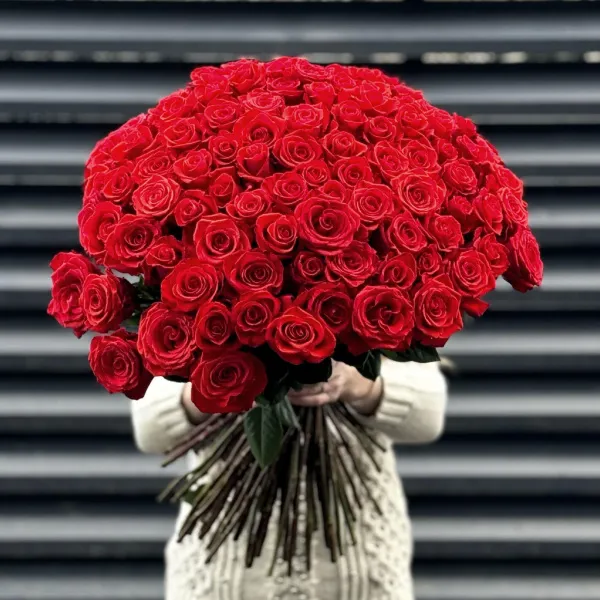 Букет 201 алая роза эквадор (70см)