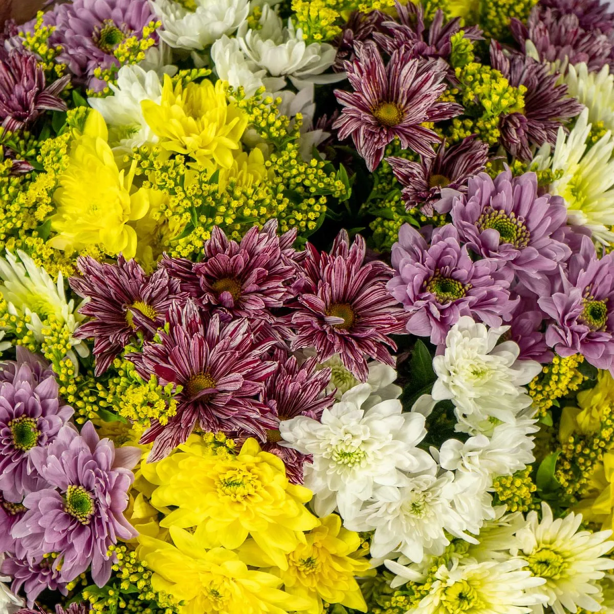 Букет из 25 хризантем микс и солидаго