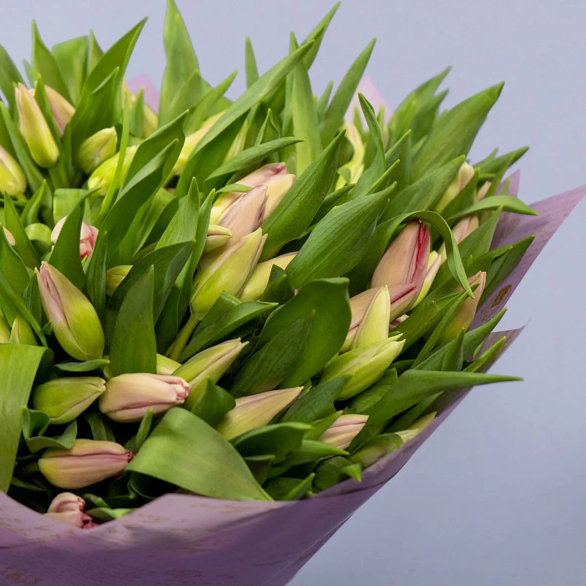 150 нежно-розовых тюльпанов